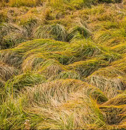 A dense field of tall, windswept grasses in shades of green and golden brown.