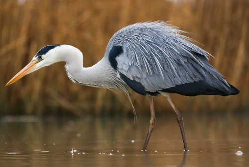 Grey heron with long beak wading in shallow water, looking down intently at the water's surface.