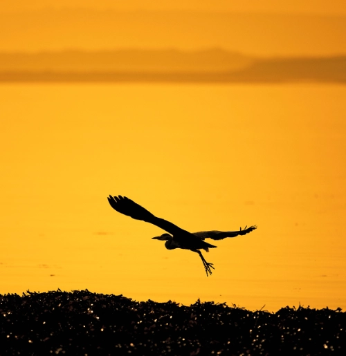 Silhouette of a bird in flight against a bright orange sunset sky, with a dark foreground.