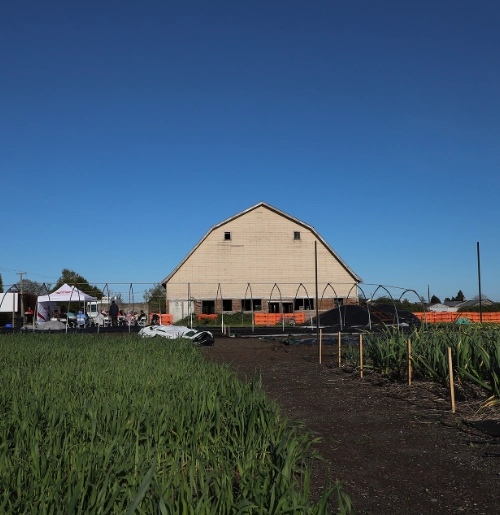 A tan barn with a gambrel roof sits behind a field of green crops and a dirt path.