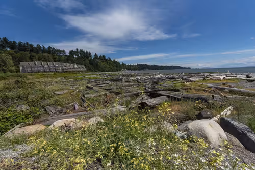 A wide view of a beach littered with driftwood, with a long, multi-story building on a forested hill in the background.